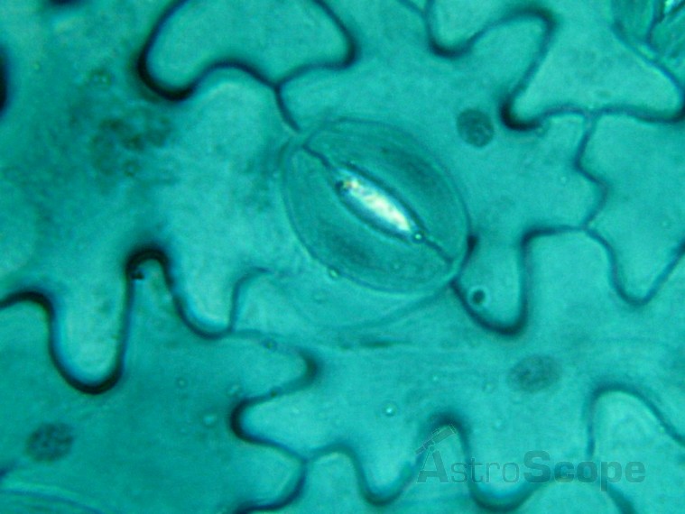 Микроскоп Bresser Biolux LCD 40x-1600x, 2Mp - Фото 30