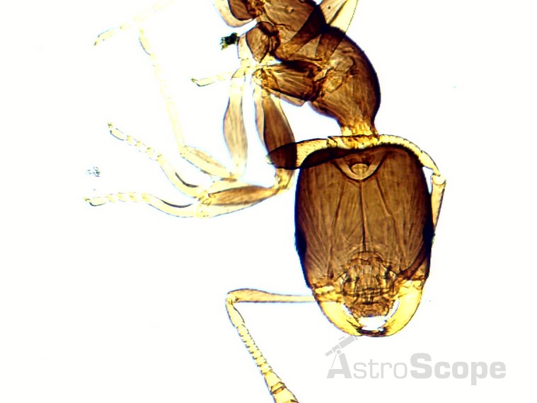 Микроскоп Bresser Biolux LCD 40x-1600x, 2Mp - Фото 31