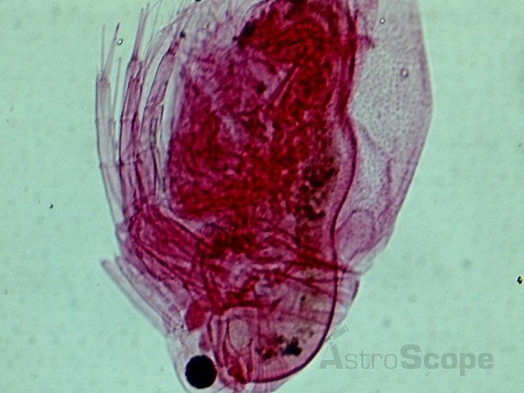 Микроскоп Bresser Biolux LCD 40x-1600x, 2Mp - Фото 32