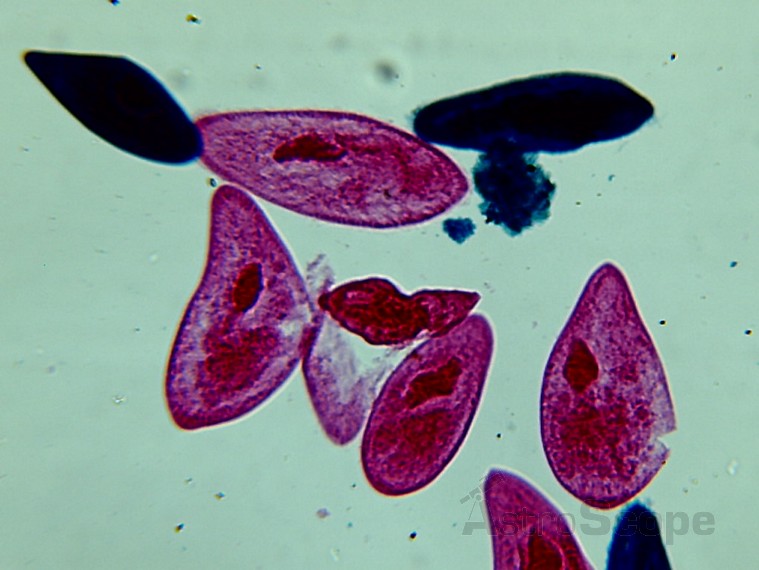 Микроскоп Bresser Biolux LCD 40x-1600x, 2Mp - Фото 33