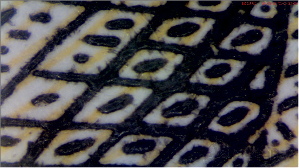 Микроскоп Delta Optical Smart 2 мП - Фото 24