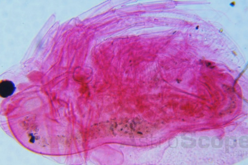 Микроскоп Delta Optical BioLight 200 - Фото 48