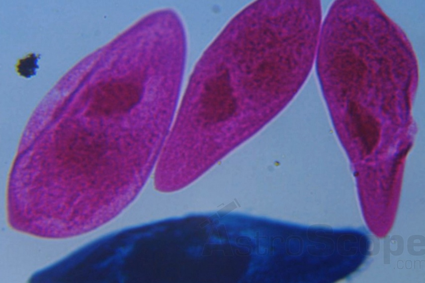 Микроскоп Delta Optical BioLight 200 - Фото 49