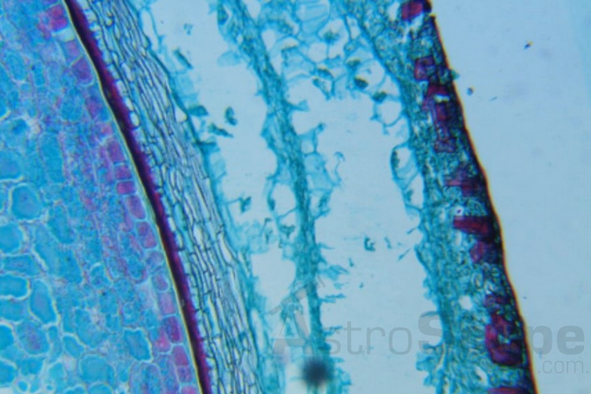 Микроскоп Delta Optical BioLight 200 - Фото 50